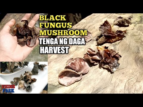 Nana sa ilalim ng kuko sa hinlalaki ng paggamot Paggamot ng kuko halamang-singaw sa mga paa sa mga bata