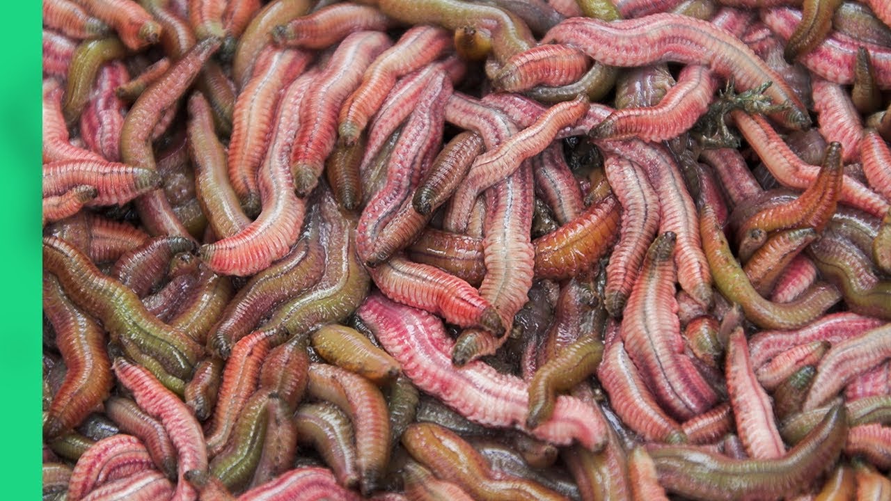 COOKING 1000 WORMS into a Pancake - WILD Vietnamese Street Food! (Chả Rươi)