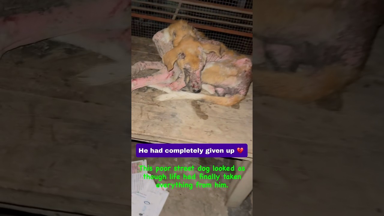 Prayu video