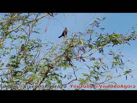Caminhada aproveitando para admirar a natureza e os pássaros - Barra do Ribeiro-RS - 12/Jun/2024