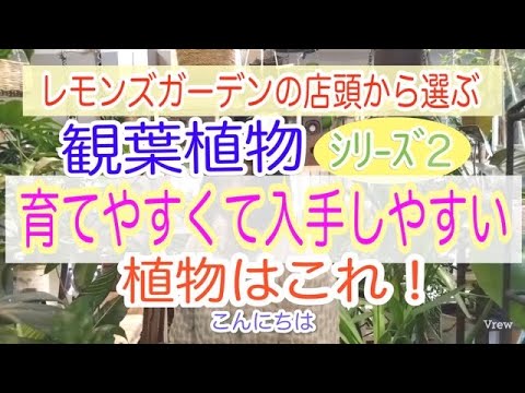 普通のイースタールゼイ 植物