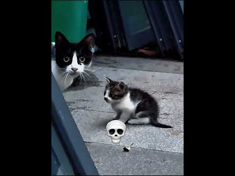 Mother Cats Aura💀