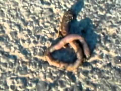 Tampone per trattamento di vermi Sangue su anticorpi a lyambliya che questo