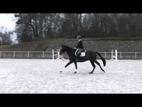 Kubanit v.  Kubaner xx - Liberator geb. 2012 Wallach