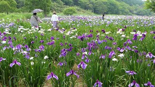 絶景！神楽女湖の菖蒲の花2023