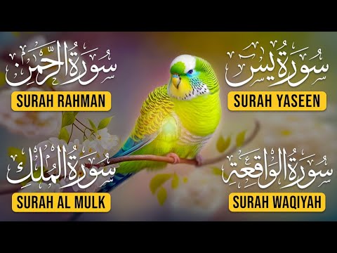 Surah Yasin | Surah Rahman | Surah Waqia | Surah Mulk | Full HD | Path Of Noor