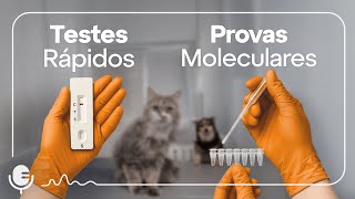 Testes rápidos ou provas moleculares? | Vet2Vet #001