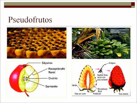 Eremob-Biologia-Frutos