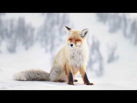 Hemu: Untamed Skiing in China's Altai Wilds