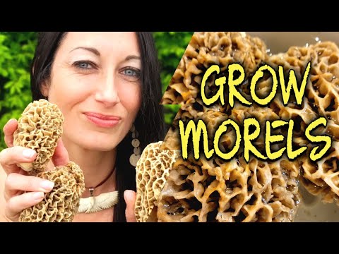 HOW TO GROW MOREL MUSHROOMS, SLURRY METHOD #morels #wildfood