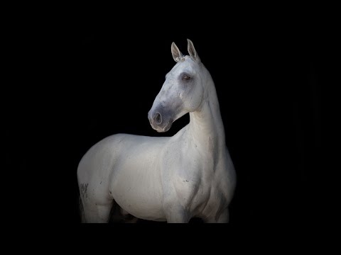 **SOLD** Piro Free Shiny Silver Veiga Stallion  (REF#525)