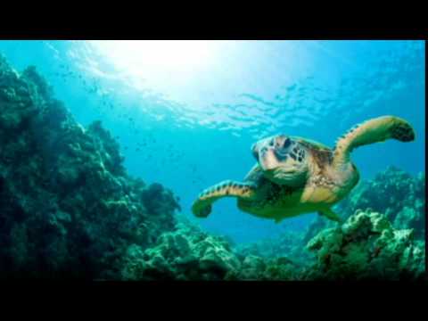 Thomas Siffling  -  Kitty The Bill - Ocean Cruise