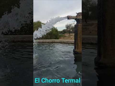 ternas De El Quicho , Serrezuela , Córdoba 🇦🇷 #shorts