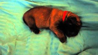 Video preview image #13 Pomeranian Puppy For Sale in CHRISTIANA, PA, USA