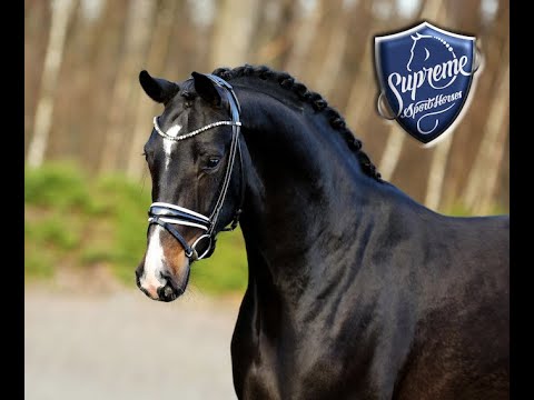 'Deluxe Dream' 2019 Gelding by Dante's Junior (Dante Weltino)