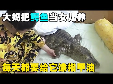 , title : '大妈把鳄鱼当女儿养，每天都要给它涂指甲油，还要一起吃饭睡觉【悦贝电影】'