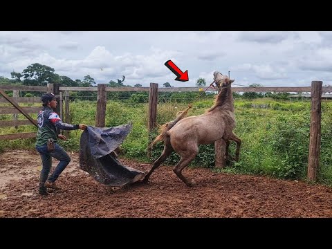 INICIO DA DOMA DO CAVALO XUCRO, QUEBRANDO DE BAIXO