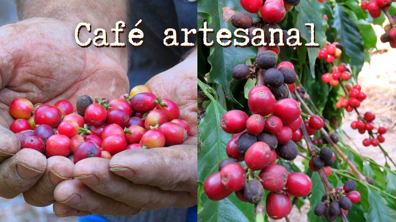 Etapas do café - da colheita até chegar na mesa! ☕