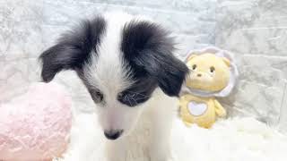 ボーダーコリーの動画01