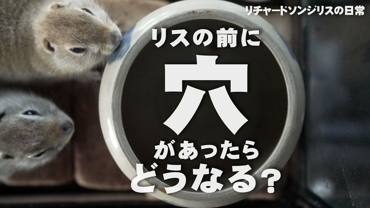 リスホイホイ【リチャードソンジリス】