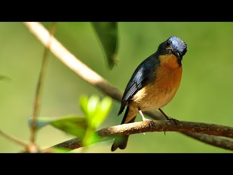 Niltava hnedoprsá (Cyornis tickelliae) — biotop a pohyb