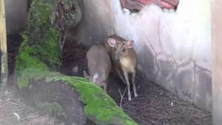 preview picture of video 'Lowry Park Zoo: Reeve's Muntjac and various birds in the Sulawesi Aviary'