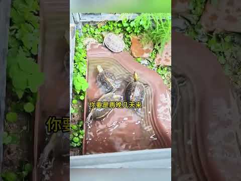 差點就被拿去算卦啦，賑災水來了 #搞笑配音 #搞笑