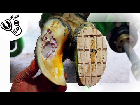 HIDDEN CAVITY in cow's hoof is FULL of PUS!