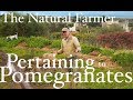 Pertaining to Pomegranates - John Kaisner The Natural Farmer