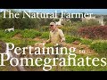 Pertaining to Pomegranates - John Kaisner The Natural Farmer