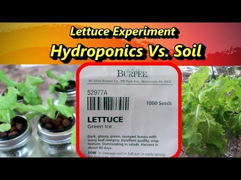 Lettuce Experiment: Hydroponics Vs. Soil, which is Better?