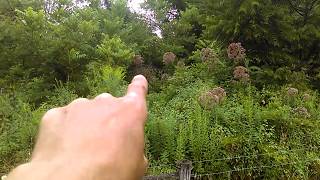 Native Pollinator Farm Forage