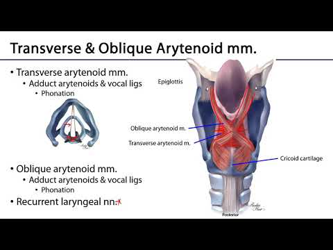 Respiratory - Intrinsic Laryngeal Muscles