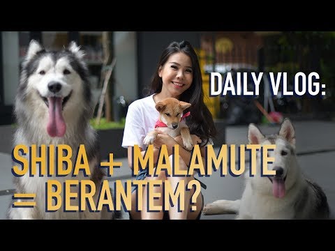 Can Flight Attendants Keep Dogs?