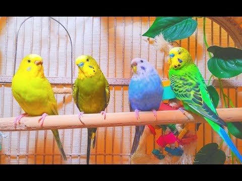 2 males and 2 females budgies making a master music in the Spring. 7 Hr Parakeet Chirping.