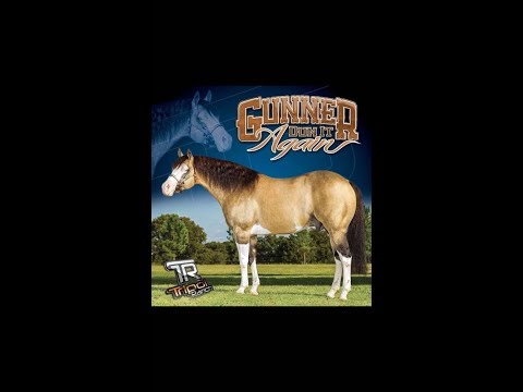 Gunner Dun It Again e Joao Felipe Lacerda WEG Tryon 2018