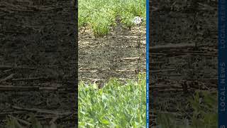 Farmers face crop concerns after flooding in Pulaski County