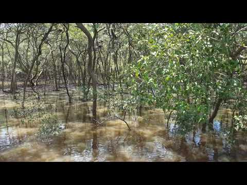 Saltwater Croc at full sprint