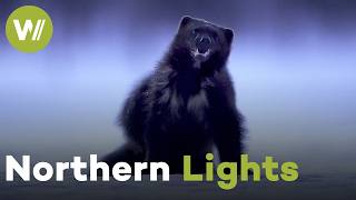 Endless Darkness: How Animals Survive the Arctic's Longest Night | Land of the Far North (2/2)
