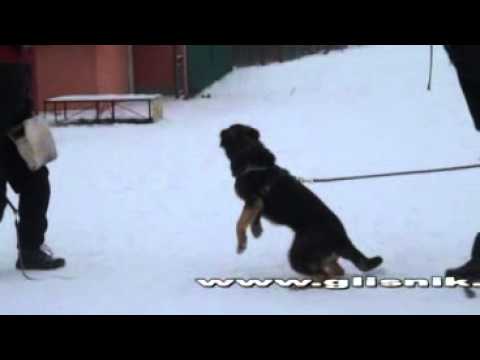 Fakir Vikar - protection, 6 months