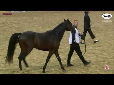 N 368 JALMOOD UMM ALUDHAM   Qatar National Arabian Horse Championship 2021   Stallions 4 6 Years Old
