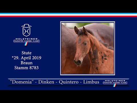 Holsteiner Elite-Fohlenauktion 2019 - Nr. 61 Domenia v. Dinken-Quintero