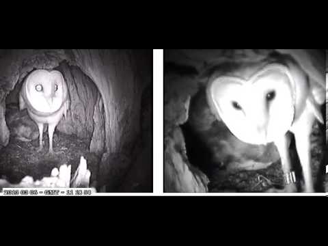 Male delivers prey, no mating, female stashes - Audubon Starr Ranch, Ca.