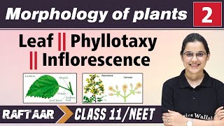 Morphology in Plants 02 || Leaf || Phyllotaxy || Inflorescence || Class 11/NEET || RAFTAAR