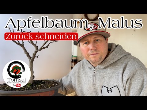Apfelbaum zurück schneiden Bonsai 4/23