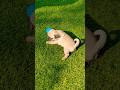 Monk My Pug 33 Days Old