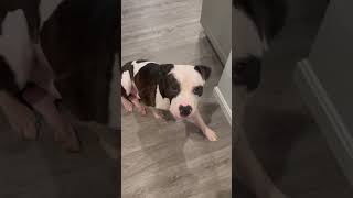 Video preview image #1 Mutt Puppy For Sale in Rockville, MD, USA