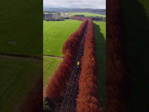 Caminho dos Platanos-Boa Vista das Missoes-RS