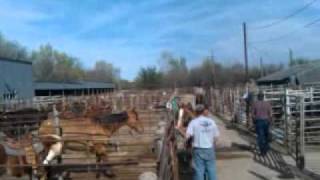 preview picture of video 'Another video of the spring horse sale in Nebraska'