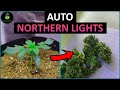 Northern Light Automatic ROYAL QUEEN SEEDS START To FINISH Beginner